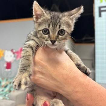 Misha -  Domestic Short Hair and American Shorthair Cat for Adoption in Lenexa, Kansas - Misha | PetCurious