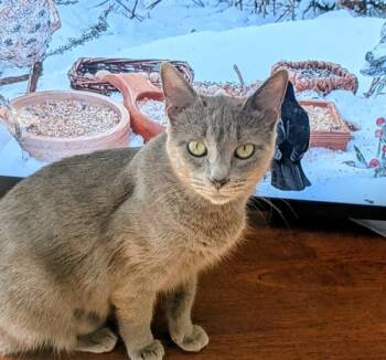 Rescue Domestic Medium Hair Cats for Adoption in Raleigh, North Carolina - Rihanna | PetCurious