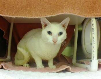 Domestic Short Hair Cats Available for Adoption in Omaha, Nebraska - BUCKY | PetCurious