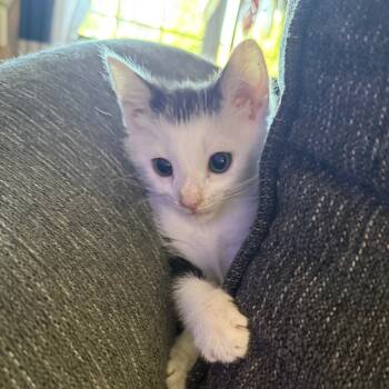 Rescue Domestic Short Hair Cats for Adoption in Huntsville, Alabama - Panda | PetCurious