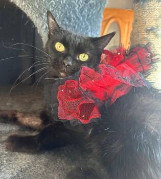 Rescue Domestic Short Hair Cats for Adoption in Mokena, Illinois - Satin | PetCurious