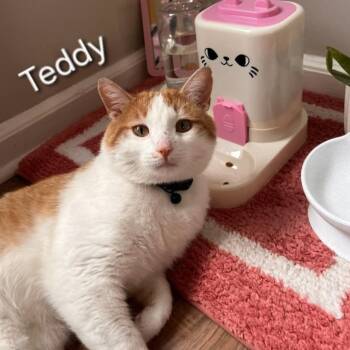 Domestic Short Hair Cats Available for Adoption in Layton, Utah - Teddy | PetCurious