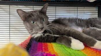 Domestic Short Hair Cats Available for Adoption - Monica | PetCurious