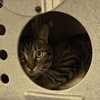 Domestic Short Hair Cats Available for Adoption - Echo | PetCurious