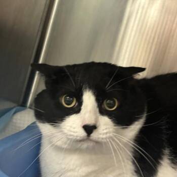 TUX -  Domestic Short Hair Cat Available for Adoption in Pensacola, Florida - TUX | PetCurious