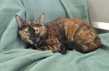 Cocoa -  Domestic Short Hair Cat for Adoption in Dickson, Tennessee - Cocoa | PetCurious