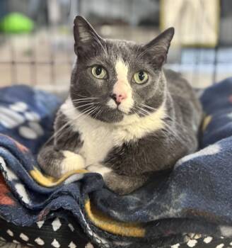 Domestic Short Hair Cats Available for Adoption - Meatloaf | PetCurious