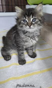 Rescue Domestic Long Hair Cats for Adoption in Key Largo, Florida - Madonna | PetCurious