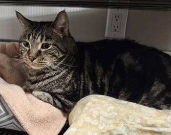 Domestic Short Hair Cats Available for Adoption - Theo & Nemo | PetCurious