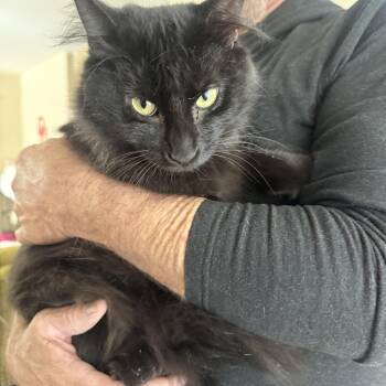 Spike -  Domestic Medium Hair Cat for Adoption in Las Vegas, Nevada - Spike | PetCurious