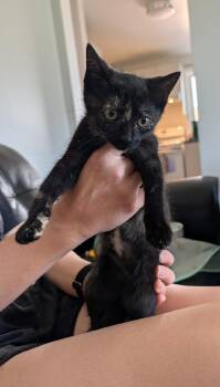 Freckles -  Tortoiseshell Cat for Adoption in Hamilton, Ontario - Freckles | PetCurious