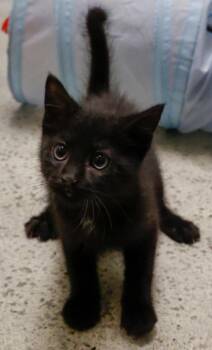 Garland -  Domestic Short Hair Cat Available for Adoption in Verona, Wisconsin - Garland | PetCurious