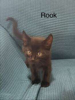 Rook -  Domestic Short Hair Cat for Adoption in Thompson Falls, Montana - Rook | PetCurious