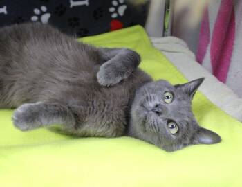 Major -  Domestic Short Hair Cat for Adoption in Portage, Wisconsin - Major | PetCurious