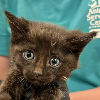 Lulu -  Domestic Short Hair Cat for Adoption in Las Cruces, New Mexico - Lulu | PetCurious