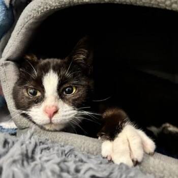 Domestic Short Hair Cats Available for Adoption - Farfel | PetCurious