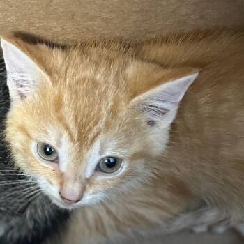 Beef -  Domestic Short Hair Cat for Adoption in Greensboro, North Carolina - Beef | PetCurious