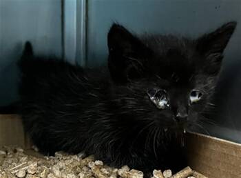 PURRCILLA -  Domestic Short Hair Cat for Adoption in Louisville, Kentucky - PURRCILLA | PetCurious