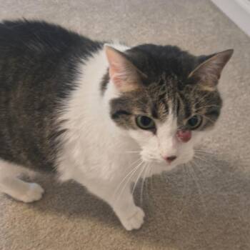 Oliver C12172 -  Domestic Short Hair Cat for Adoption - Oliver C12172 | PetCurious