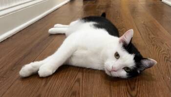 Rescue Domestic Short Hair Cats for Adoption in Cape May, New Jersey - Panini | PetCurious