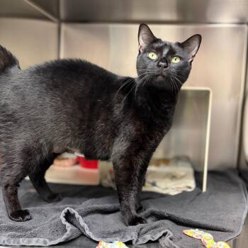Elsa -  Domestic Short Hair Cat for Adoption in Philadelphia, Pennsylvania - Elsa | PetCurious