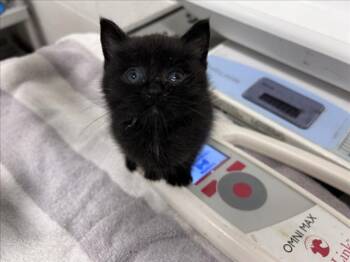 JANET -  Domestic Short Hair Cat for Adoption in Derwood, Maryland - JANET | PetCurious