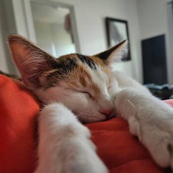 Rescue Domestic Short Hair Cats for Adoption in Eagle Mountain, Utah - Vienna Orr | PetCurious