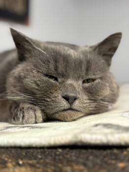 Domestic Short Hair Cats Available for Adoption - UNI (not Quite Ready Yet) | PetCurious