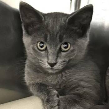 Chulo -  Domestic Short Hair Cat for Adoption in North Myrtle Beach, South Carolina - Chulo | PetCurious