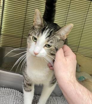 Domestic Short Hair Cats Available for Adoption in Shorewood, Illinois - Theo | PetCurious