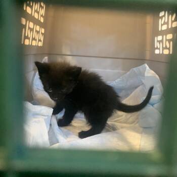 Domestic Short Hair Cats Available for Adoption in West Palm Beach, Florida - Chopper | PetCurious