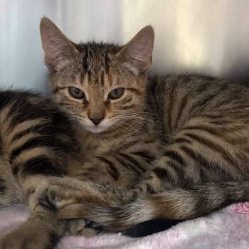 E Kittens -  Domestic Short Hair Cat Available for Adoption in Clifton, New Jersey - E Kittens | PetCurious