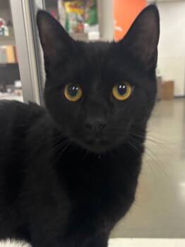 Rescue Domestic Short Hair Cats for Adoption in Greenfield, Indiana - Aragorn | PetCurious