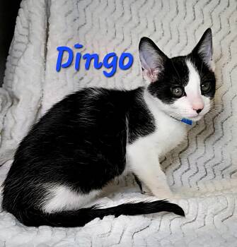 Rescue Domestic Short Hair Cats for Adoption in Macon, Georgia - Dingo | PetCurious