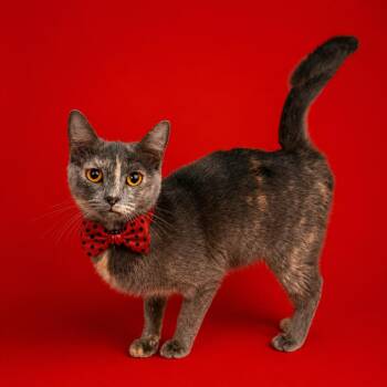 Ladybug -  Domestic Short Hair Cat for Adoption in Binghamton, New York - Ladybug | PetCurious