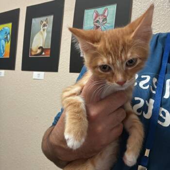 Domestic Short Hair Cats Available for Adoption in Chino Hills, California - King Louie - Chino Hills Location | PetCurious