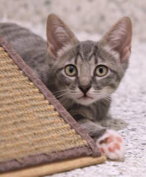 Oy -  Domestic Short Hair Cat for Adoption in North Fort Myers, Florida - Oy | PetCurious