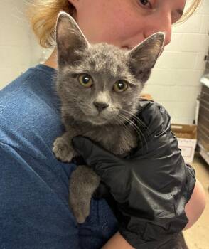Bertie -  Domestic Short Hair Cat for Adoption in Cincinnati, Ohio - Bertie | PetCurious