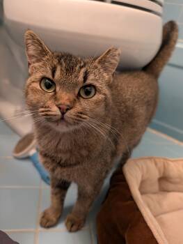 Rescue Domestic Short Hair Cats for Adoption in Philadelphia, Pennsylvania - Rockette | PetCurious