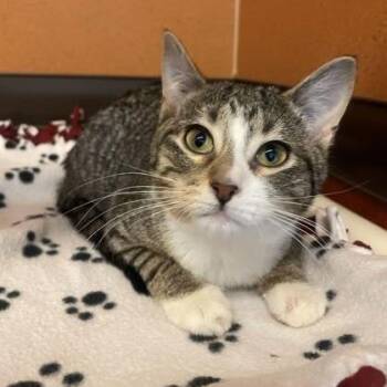 Domestic Short Hair Cats Available for Adoption - Franklin | PetCurious