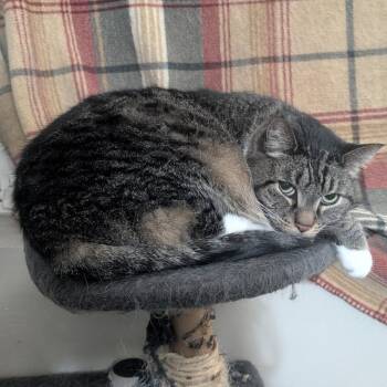 Archer -  Domestic Short Hair Cat for Adoption in Salt Lake City, Utah - Archer | PetCurious