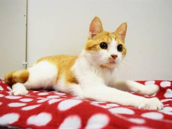 Domestic Short Hair Cats Available for Adoption in Sacramento, California - MARIA BRINK | PetCurious