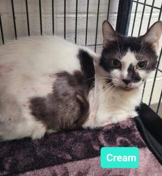 Rescue Domestic Short Hair Cats for Adoption in Richmond, Indiana - Cream | PetCurious