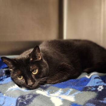 Houdini -  Domestic Short Hair Cat for Adoption in Davenport, Iowa - Houdini | PetCurious