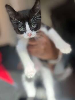 Rescue Domestic Short Hair Cats for Adoption in Shawnee, Oklahoma - Leo | PetCurious