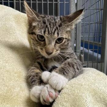 Joy -  Domestic Short Hair Cat for Adoption in Richmond, Virginia - Joy | PetCurious