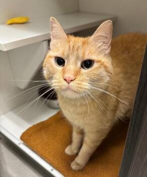 Bandit -  Domestic Short Hair Cat for Adoption in Frankfort, Kentucky - Bandit | PetCurious