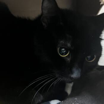 Rescue Domestic Short Hair Cats for Adoption in Pittsburgh, Pennsylvania - Pia | PetCurious