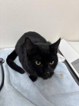 Mothman -  Domestic Short Hair Cat for Adoption in Sherwood, Oregon - Mothman | PetCurious