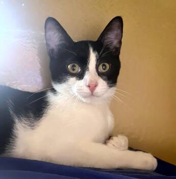 Rescue Domestic Short Hair Cats for Adoption in Lambertville, New Jersey - Zevon | PetCurious